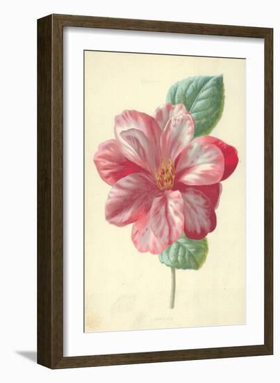 Camellia-Frederick Edward Hulme-Framed Giclee Print