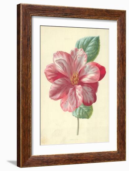 Camellia-Frederick Edward Hulme-Framed Giclee Print