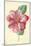 Camellia-Frederick Edward Hulme-Mounted Giclee Print