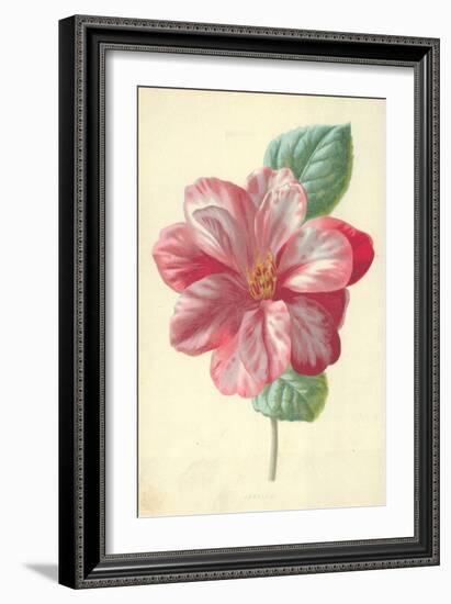 Camellia-Frederick Edward Hulme-Framed Giclee Print