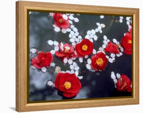 Camellias and Cherry Petals, Jingoji Temple, Kyoto, Japan-null-Framed Premier Image Canvas