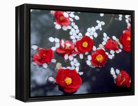 Camellias and Cherry Petals, Jingoji Temple, Kyoto, Japan-null-Framed Premier Image Canvas