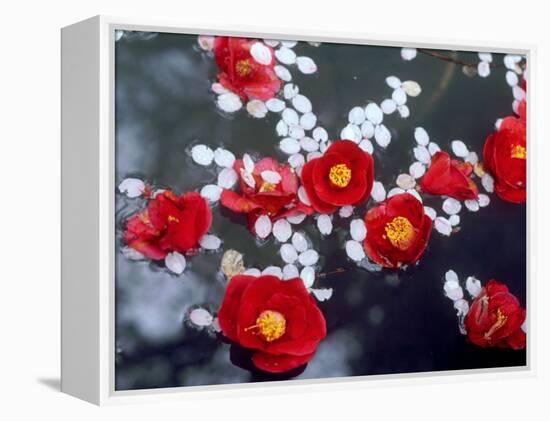 Camellias and Cherry Petals, Jingoji Temple, Kyoto, Japan-null-Framed Premier Image Canvas