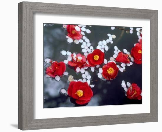 Camellias and Cherry Petals, Jingoji Temple, Kyoto, Japan-null-Framed Photographic Print