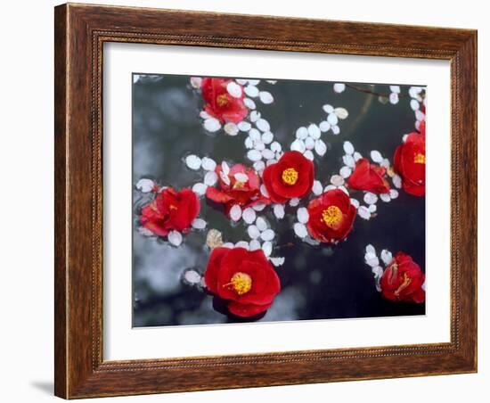 Camellias and Cherry Petals, Jingoji Temple, Kyoto, Japan-null-Framed Photographic Print