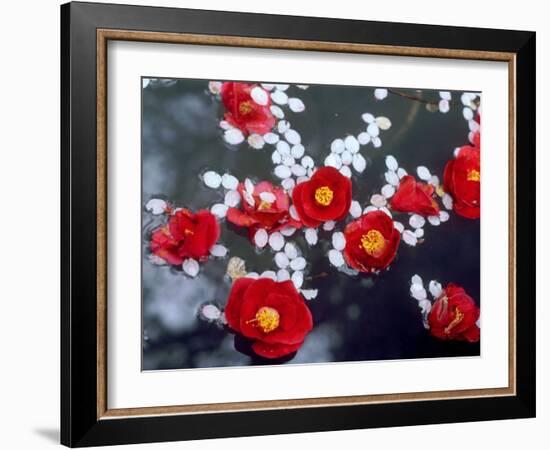 Camellias and Cherry Petals, Jingoji Temple, Kyoto, Japan-null-Framed Photographic Print