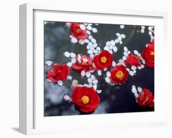 Camellias and Cherry Petals, Jingoji Temple, Kyoto, Japan-null-Framed Photographic Print