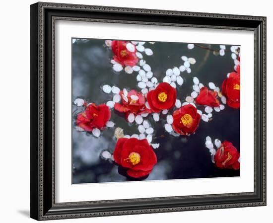 Camellias and Cherry Petals, Jingoji Temple, Kyoto, Japan-null-Framed Photographic Print
