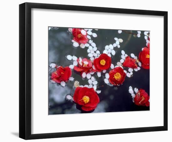 Camellias and Cherry Petals, Jingoji Temple, Kyoto, Japan-null-Framed Photographic Print