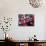 Camellias and Cherry Petals, Jingoji Temple, Kyoto, Japan-null-Photographic Print displayed on a wall