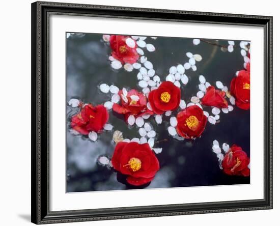 Camellias and Cherry Petals, Jingoji Temple, Kyoto, Japan-null-Framed Photographic Print