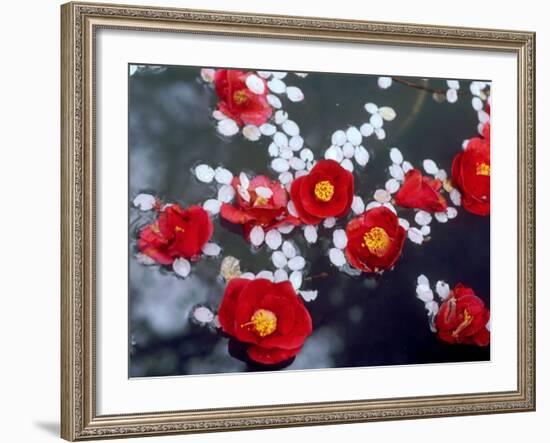 Camellias and Cherry Petals, Jingoji Temple, Kyoto, Japan-null-Framed Photographic Print