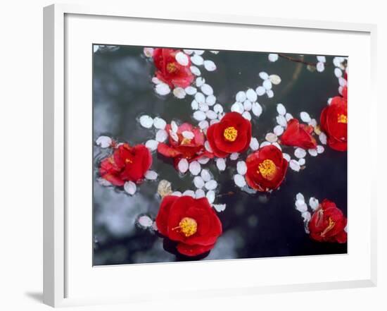 Camellias and Cherry Petals, Jingoji Temple, Kyoto, Japan-null-Framed Photographic Print