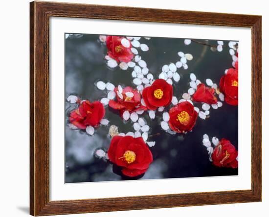 Camellias and Cherry Petals, Jingoji Temple, Kyoto, Japan-null-Framed Photographic Print