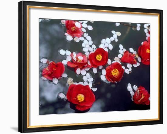 Camellias and Cherry Petals, Jingoji Temple, Kyoto, Japan-null-Framed Photographic Print