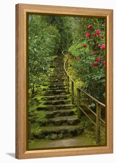 Camellias Steps, Portland Japanese Garden, Portland, Oregon, Usa-Michel Hersen-Framed Premier Image Canvas