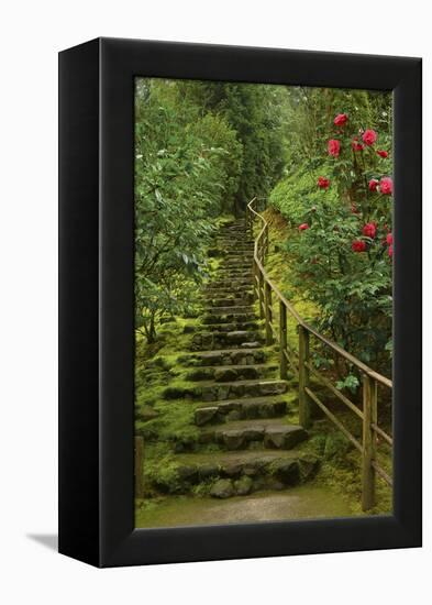 Camellias Steps, Portland Japanese Garden, Portland, Oregon, Usa-Michel Hersen-Framed Premier Image Canvas