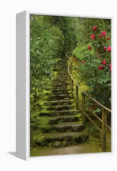 Camellias Steps, Portland Japanese Garden, Portland, Oregon, Usa-Michel Hersen-Framed Premier Image Canvas