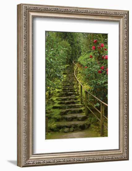 Camellias Steps, Portland Japanese Garden, Portland, Oregon, Usa-Michel Hersen-Framed Photographic Print