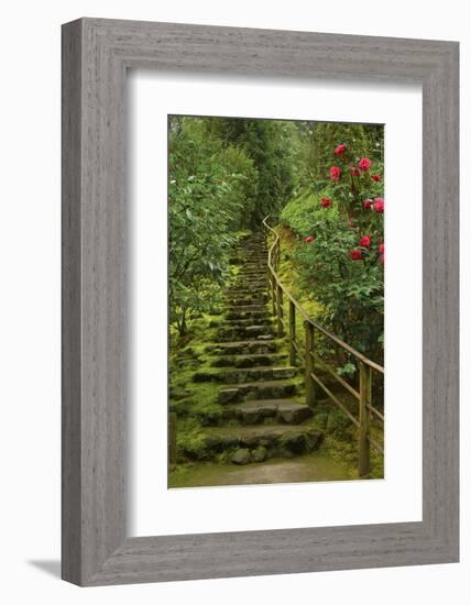 Camellias Steps, Portland Japanese Garden, Portland, Oregon, Usa-Michel Hersen-Framed Photographic Print