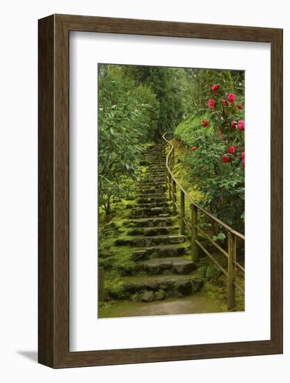 Camellias Steps, Portland Japanese Garden, Portland, Oregon, Usa-Michel Hersen-Framed Photographic Print