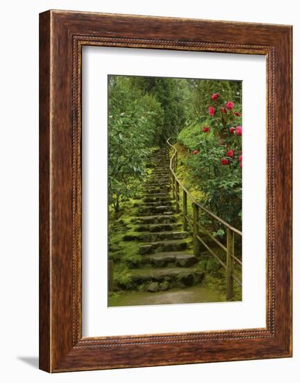 Camellias Steps, Portland Japanese Garden, Portland, Oregon, Usa-Michel Hersen-Framed Photographic Print