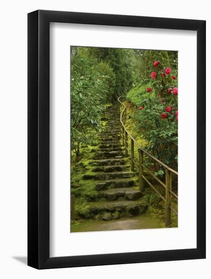 Camellias Steps, Portland Japanese Garden, Portland, Oregon, Usa-Michel Hersen-Framed Photographic Print