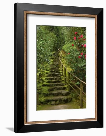 Camellias Steps, Portland Japanese Garden, Portland, Oregon, Usa-Michel Hersen-Framed Photographic Print