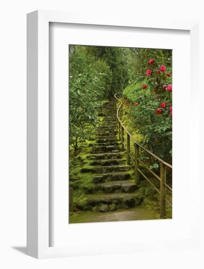 Camellias Steps, Portland Japanese Garden, Portland, Oregon, Usa-Michel Hersen-Framed Photographic Print