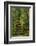 Camellias Steps, Portland Japanese Garden, Portland, Oregon, Usa-Michel Hersen-Framed Photographic Print