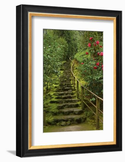 Camellias Steps, Portland Japanese Garden, Portland, Oregon, Usa-Michel Hersen-Framed Photographic Print