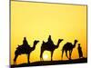 Camels and camel driver silhouetted at sunset, Thar Desert, Jodhpur, India-Adam Jones-Mounted Photographic Print