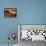 Camels and Dunes, Erg Chebbi, Sahara Desert, Morocco-Peter Adams-Framed Premier Image Canvas displayed on a wall