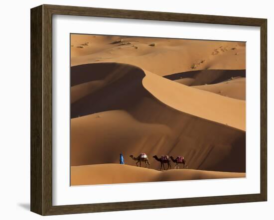 Camels and Dunes, Erg Chebbi, Sahara Desert, Morocco-Peter Adams-Framed Photographic Print