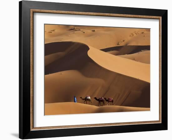 Camels and Dunes, Erg Chebbi, Sahara Desert, Morocco-Peter Adams-Framed Photographic Print