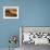 Camels and Dunes, Erg Chebbi, Sahara Desert, Morocco-Peter Adams-Framed Photographic Print displayed on a wall