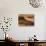 Camels and Dunes, Erg Chebbi, Sahara Desert, Morocco-Peter Adams-Photographic Print displayed on a wall