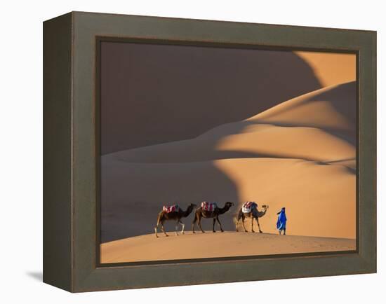 Camels and Dunes, Erg Chebbi, Sahara Desert, Morocco-Peter Adams-Framed Premier Image Canvas