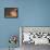 Camels and Dunes, Erg Chebbi, Sahara Desert, Morocco-Peter Adams-Framed Premier Image Canvas displayed on a wall