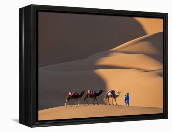 Camels and Dunes, Erg Chebbi, Sahara Desert, Morocco-Peter Adams-Framed Premier Image Canvas