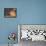 Camels and Dunes, Erg Chebbi, Sahara Desert, Morocco-Peter Adams-Framed Premier Image Canvas displayed on a wall