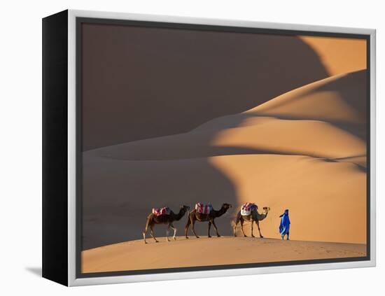 Camels and Dunes, Erg Chebbi, Sahara Desert, Morocco-Peter Adams-Framed Premier Image Canvas