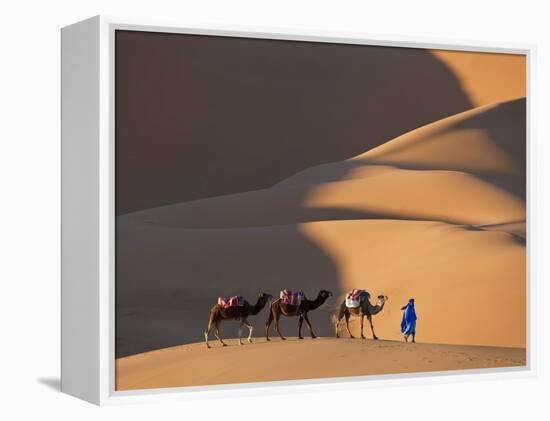 Camels and Dunes, Erg Chebbi, Sahara Desert, Morocco-Peter Adams-Framed Premier Image Canvas