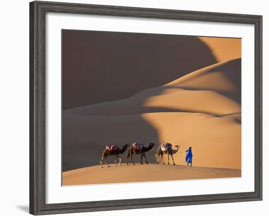 Camels and Dunes, Erg Chebbi, Sahara Desert, Morocco-Peter Adams-Framed Photographic Print