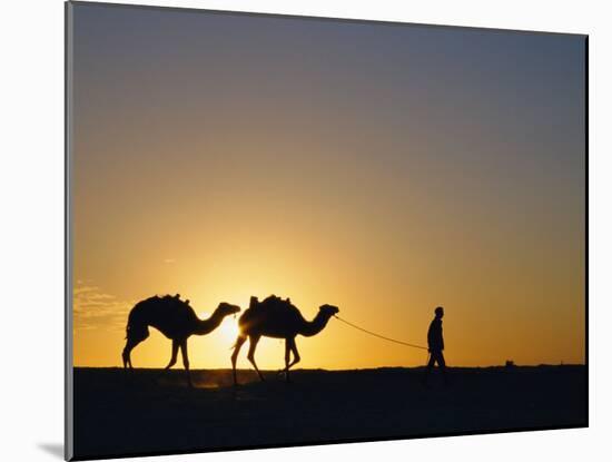 Camels and Guide, Zaafrane, Tunisia, North Africa-David Poole-Mounted Photographic Print