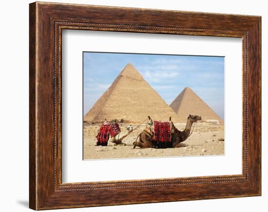 Camels and Pyramids Giza Egypt-null-Framed Premium Giclee Print
