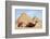 Camels and Pyramids Giza Egypt-null-Framed Premium Giclee Print