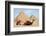 Camels and Pyramids Giza Egypt-null-Framed Premium Giclee Print