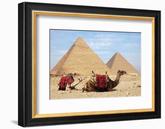 Camels and Pyramids Giza Egypt-null-Framed Premium Giclee Print