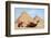 Camels and Pyramids Giza Egypt-null-Framed Premium Giclee Print